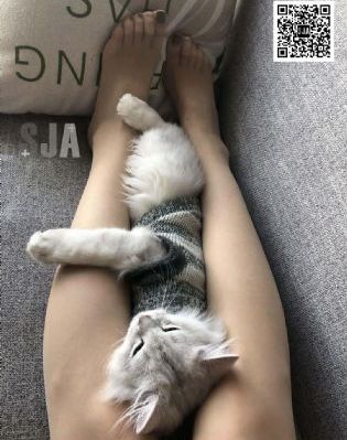 青天衙门第一部电视剧免费观看
